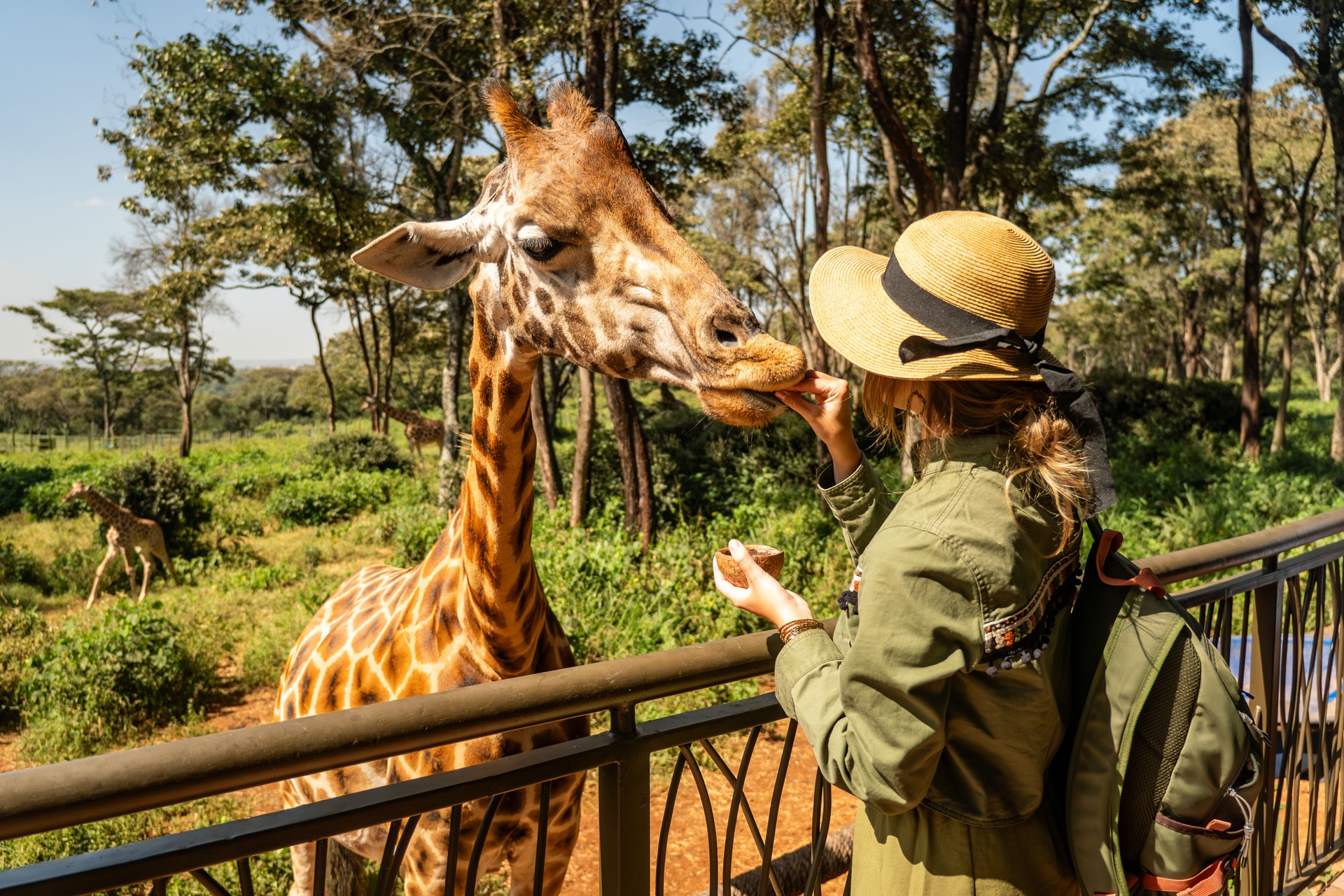 Primo piano della testa di una giraffa del Kordofan Giraffa camelopardalis antiquorum che viene nutrita a mano da un turista
